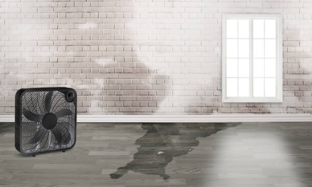 Best Basement water damage restoration  in Cheswold, DE